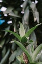 Dracaena is a genus of about 120 species of trees Royalty Free Stock Photo