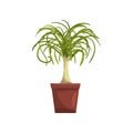 Dracaena indoor house plant in brown pot, element for decoration home interior vector Illustration on a white background Royalty Free Stock Photo