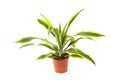 Dracaena Lemon Lime