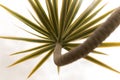 Dracaena loureiri Gagnep. Royalty Free Stock Photo