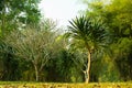 Dracaena loureiri tree and Frangipani tree in the garden resort in the countryside of Thailand, at Phuruea Loei.