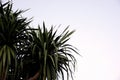 Dracaena loureiri tree Royalty Free Stock Photo