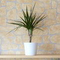 Dracaena marginata