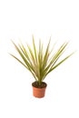 Dracaena Marginata Bicolor Royalty Free Stock Photo