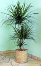 Dracaena marginata in living room at window with sunlight