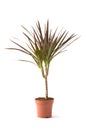 Dracaena Marginata Magenta Royalty Free Stock Photo