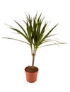 Dracaena Marginata Magenta Royalty Free Stock Photo