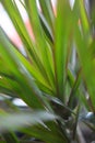 dracaena marginata 3789 c