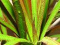 Dracaena marginata. Green leaves of red edged dracaena. Madagascar dragon tree covered with water dew drops. Royalty Free Stock Photo