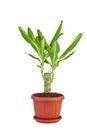 Dracaena massangeana in a brown pot Royalty Free Stock Photo