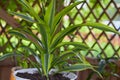 Dracaena Massangeana,houseplant evergreen dracena in a pot Royalty Free Stock Photo