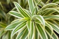 Dracaena is an ornamental plant. The variety grows in Indonesia in the open ground