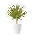 Dracaena Palm tree with pot