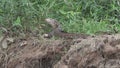 Dracaena paraguayensis, the Paraguay caiman lizard, Pantanal