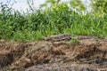 Dracaena paraguayensis the Paraguay caiman lizard a species of lizard in the family Teiidae