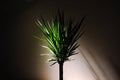 Dracaena Plant