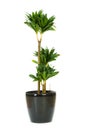 Dracaena plant isolated