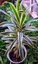 Dracaena is a plant of many kinds such as Dracaena Reflexa aka the common Song of India