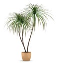 Dracaena plant in pot isolated on white