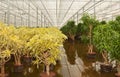 Dracaena plants in a hydroculture plant nursery Royalty Free Stock Photo