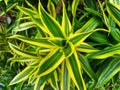 Dracaena is a poison-absorbing plant. Dracaena can absorb more pollutants than other ornamental plants.