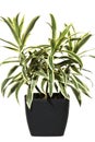 Dracaena in a pot