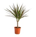 Dracaena potted isolated on white background