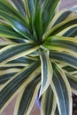 Dracaena reflexa india 2674 c