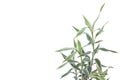 Dracaena reflexa Lam or Song of India plant isolated on white background. Royalty Free Stock Photo