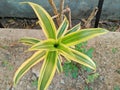 Dracaena reflexa (Indian Song) A multi-stemmed shrub with whorls of strappy green and yellow variegated leaves