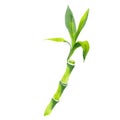 Dracaena sanderiana green leaves. Watercolor background set. Isolated bamboo illustration element.