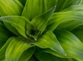 Dracaena tip Royalty Free Stock Photo