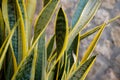 Dracaena trifasciata. Close-up of a green and yellow plant Royalty Free Stock Photo