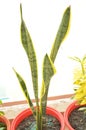 Dracaena trifasciata,mother-in-law's tongue,Saint George's sward or snake plant, viper's bowstring hemp.