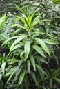 Dracaena Warnecki, General view. Greenhouse Royalty Free Stock Photo