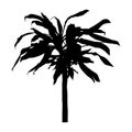 Draceana yucca palm black silhouette