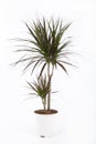 Dracena