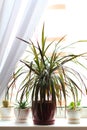 Dracena or dracaena plant