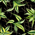 Dracena green leaves. Leaf plant botanical floral foliage. Watercolor illustration set. Seamless background pattern.