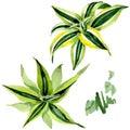 Dracena green leaves. Leaf plant floral foliage. Watercolor background set. Isolated dracena illustration element.