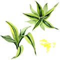 Dracena green leaves. Leaf plant floral foliage. Watercolor background set. Isolated dracena illustration element.