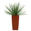 Dracena houseplant in a tall container