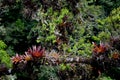 Dracena of the jungle of the Amazon