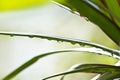 Dracena leaves with Water Droplets Royalty Free Stock Photo