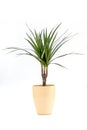 Dracena Marginata or Dragon Tree Plant in flowerpot on white background