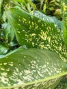 Dracena marginata leaves background