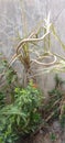 Dracena marginata tricolor ornamental plant species with a unique stem and leaf texture