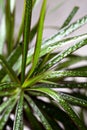 Dracena marginata with water drops