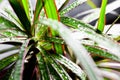 Dracena marginata with water drops Royalty Free Stock Photo