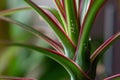 Dracena marginata with water drops. Dracaena tree leaves macro close up